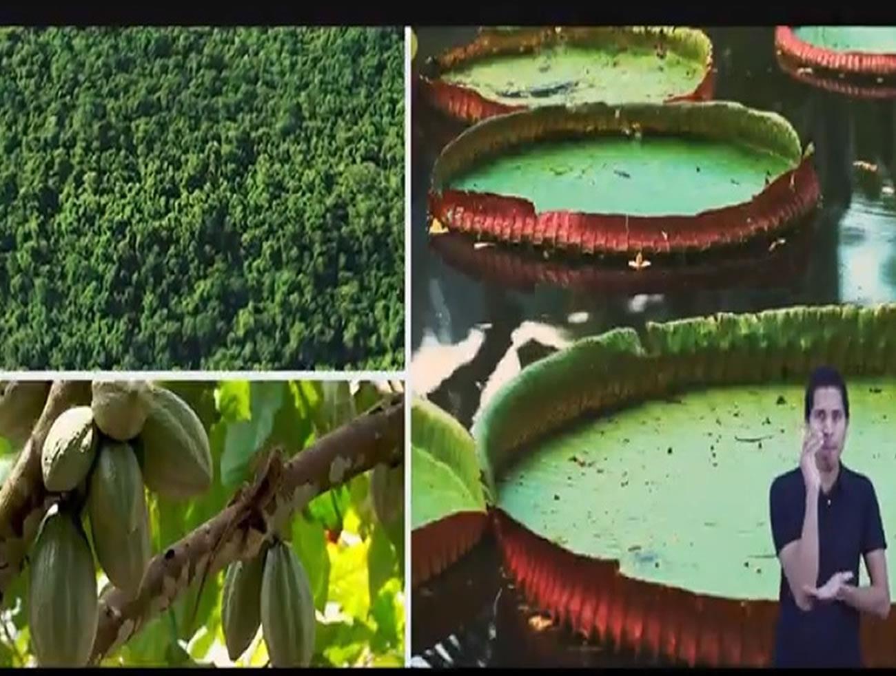 Calia assina campanha internacional em defesa da Amazônia