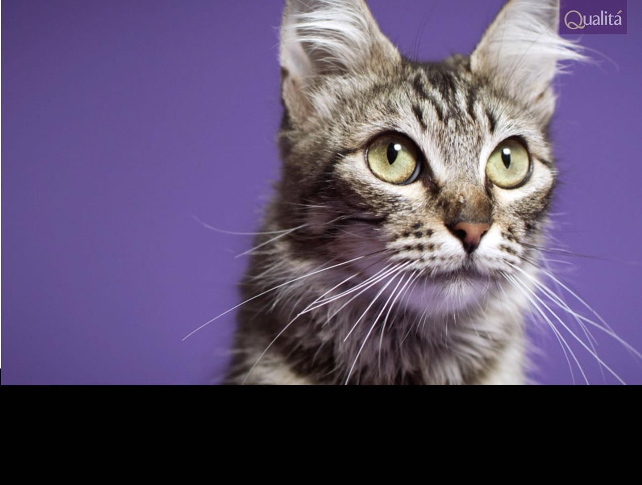 Qualitá apoia adoção de animais em campanha criada pela BETC/Havas